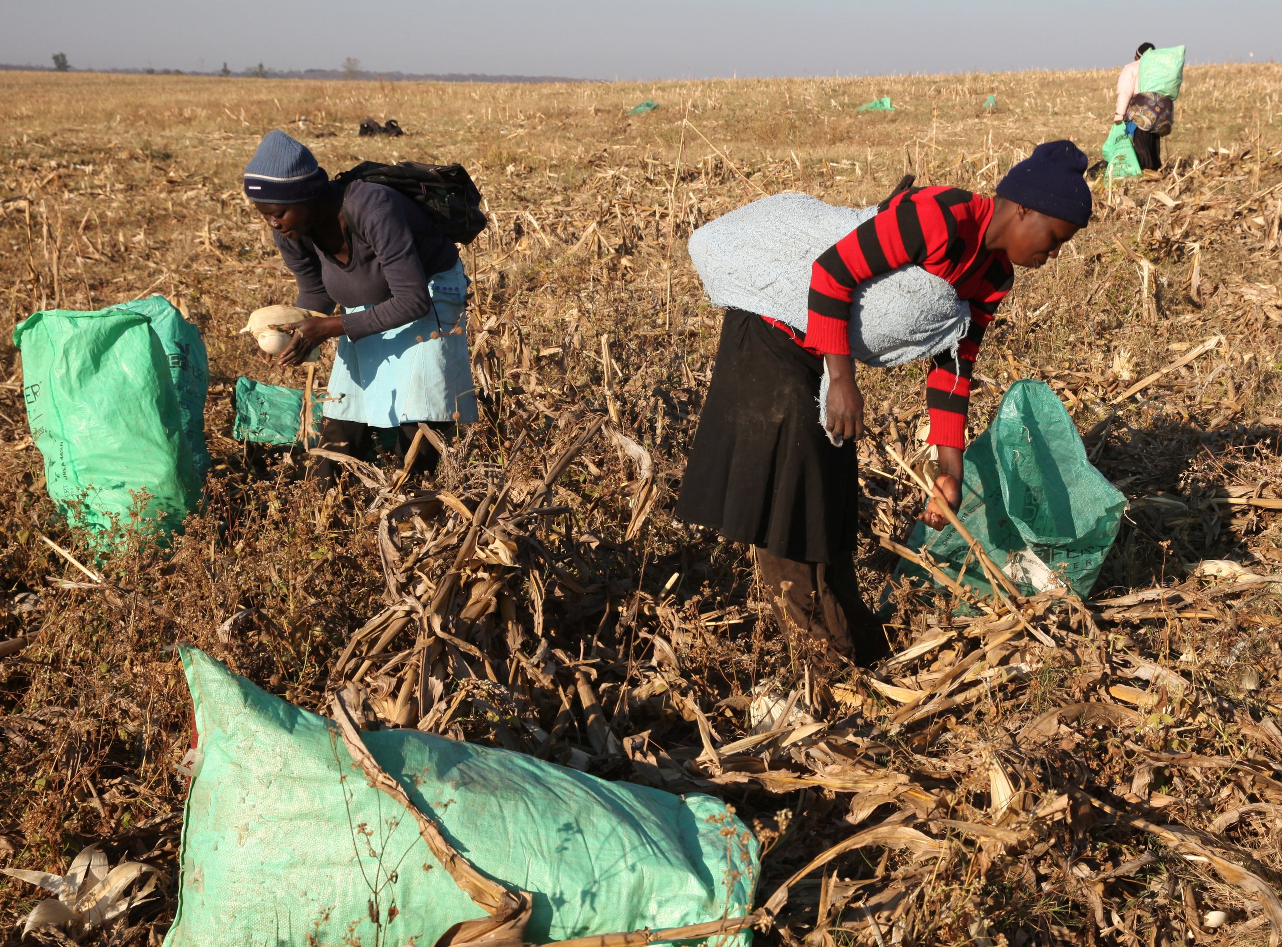 Coming to a farm near you – the $14trn El Niño climate shock