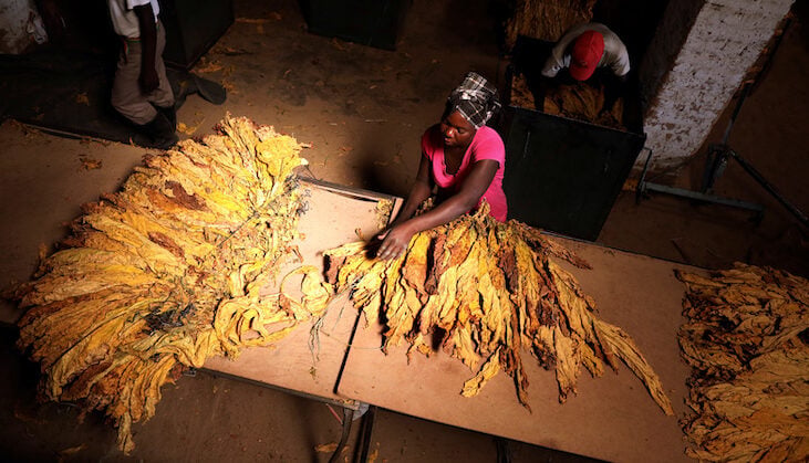 tobacco leaves for cigar rolling How to Choose the Best Tobacco Leaves for Cigars & Cigarettes tobacco leaves for cigar rolling How to Choose the Best Tobacco Leaves for Cigars & Cigarettes