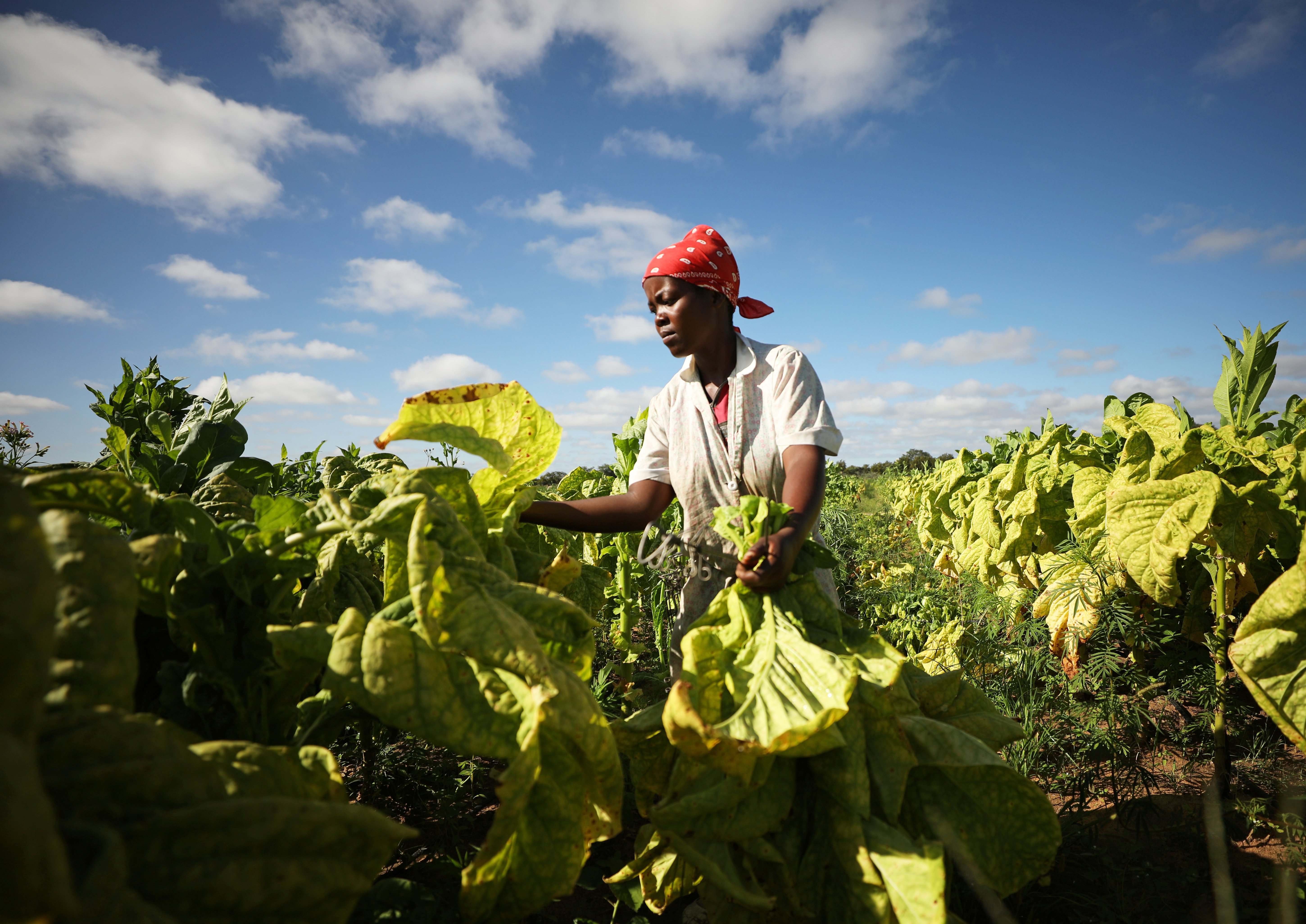 how many kgs of tobacco per hectare Zimbabwe: Tobacco farming is 'fueling deforestation'