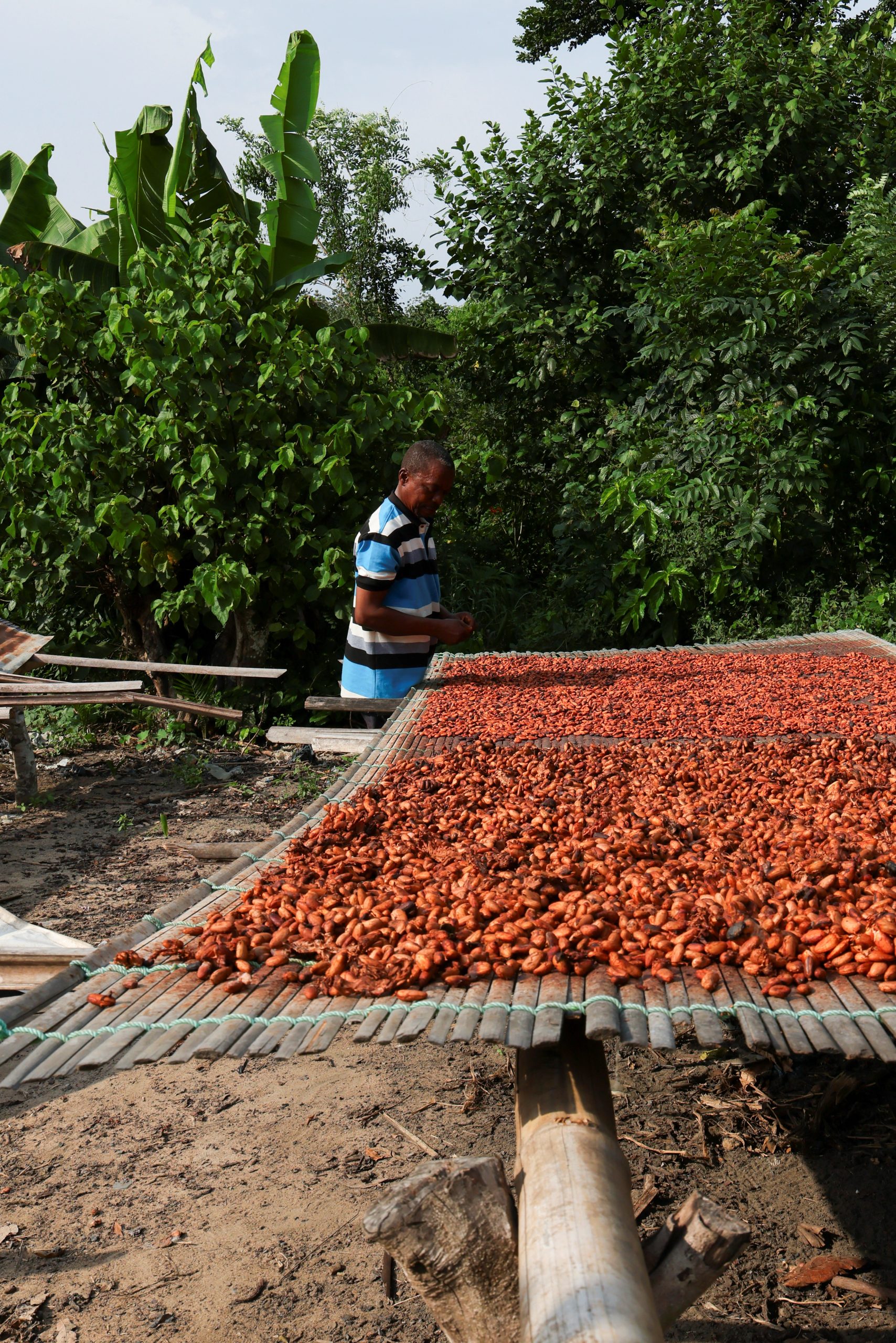 Jacob Agbeko Tetteh, 65, a cocoa farmer, sun-dries cocoa beans at his home in Zambolee, Central Region, Ghana February 10, 2026.