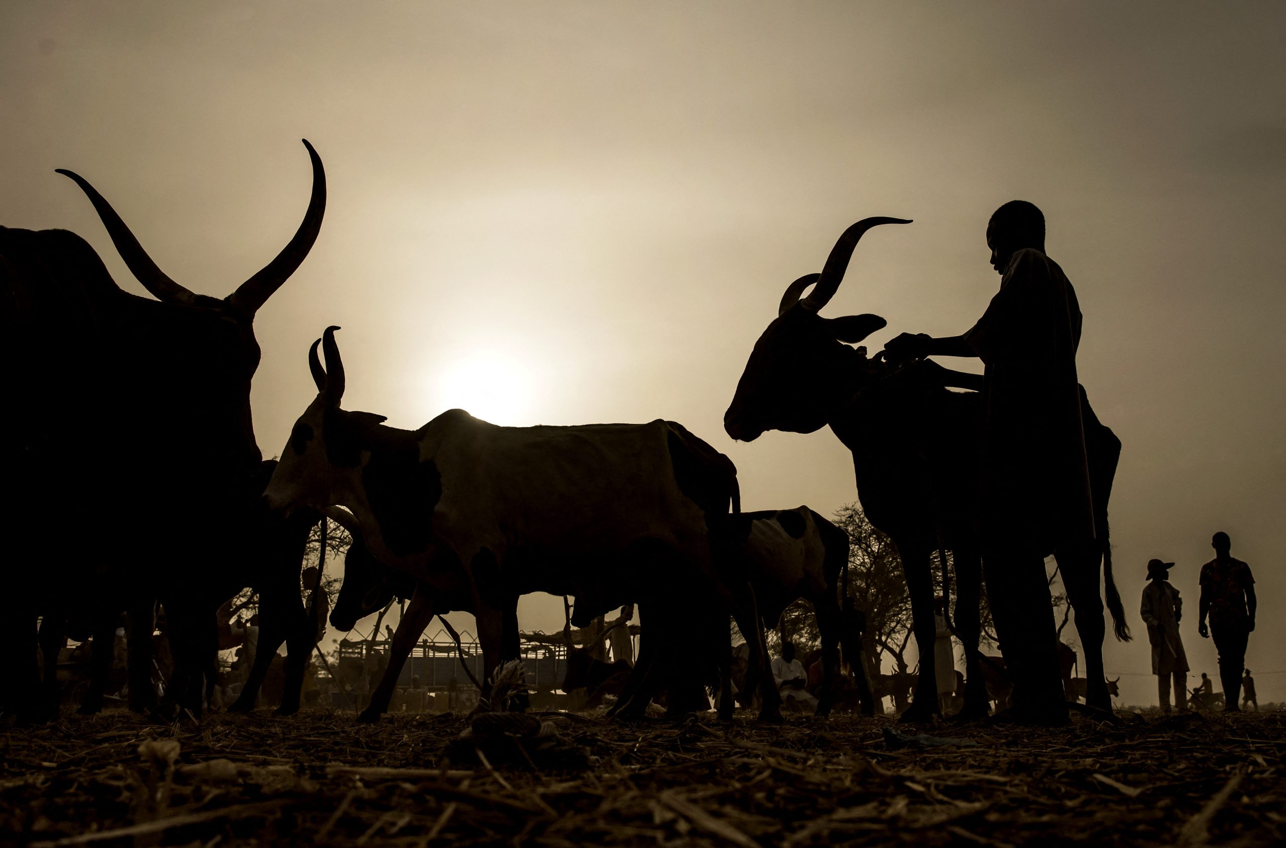 Can Nigeria’s herder settlement plan end the long deadly conflict?