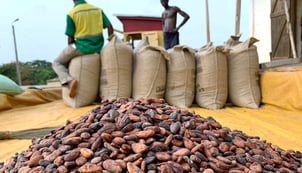 Cocoa beans are pictured next to a warehouse at the village of Atroni, near Sunyani, Ghana, on April 11, 2019. (REUTERS/Ange Aboa/File Photo)